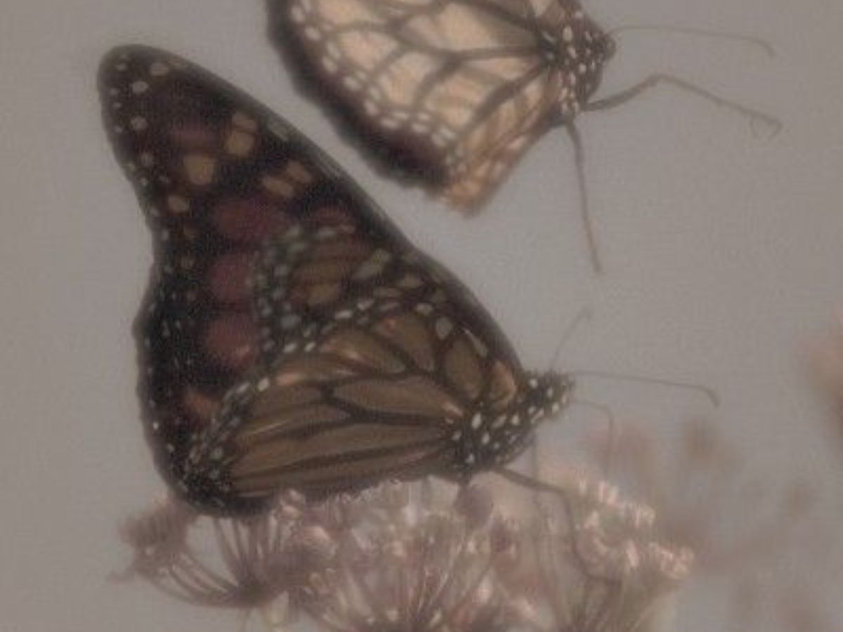 2026 Astrology Workshop